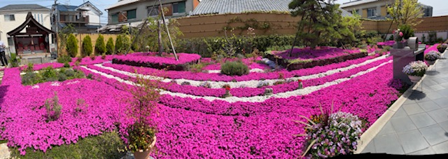 速成寺の芝桜の庭