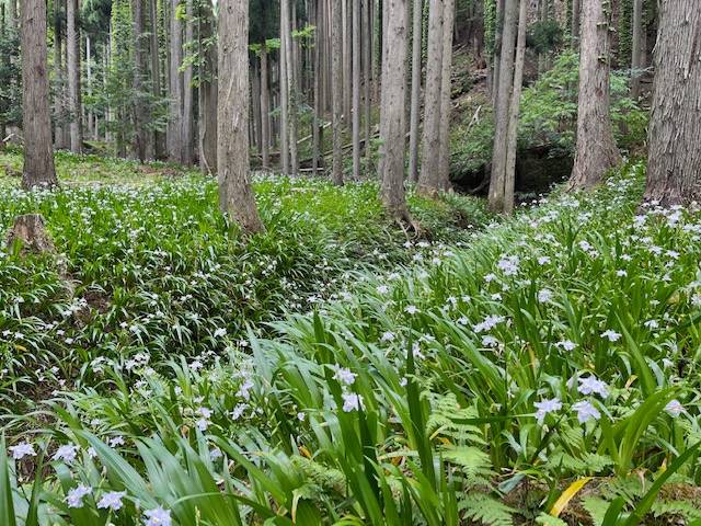 水源の里「老富」シャガ群生地