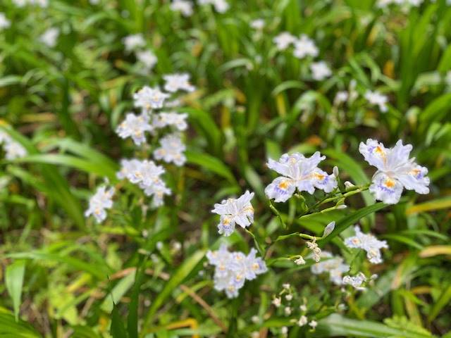 水源の里「老富」シャガ群生地