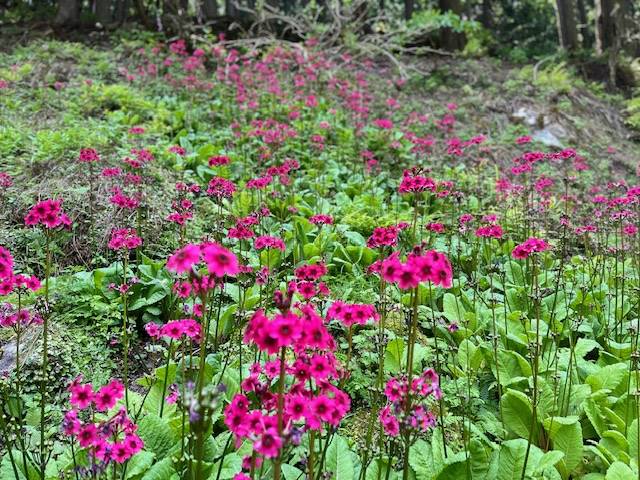 水源の里「古屋」の久輪草