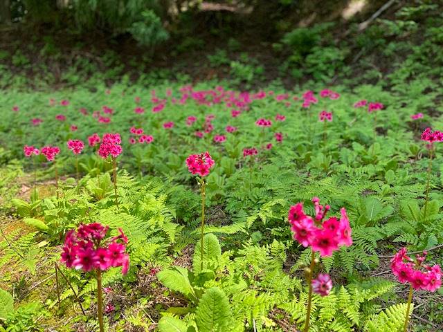 水源の里「古屋」の久輪草